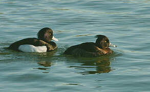 Tufted Duck