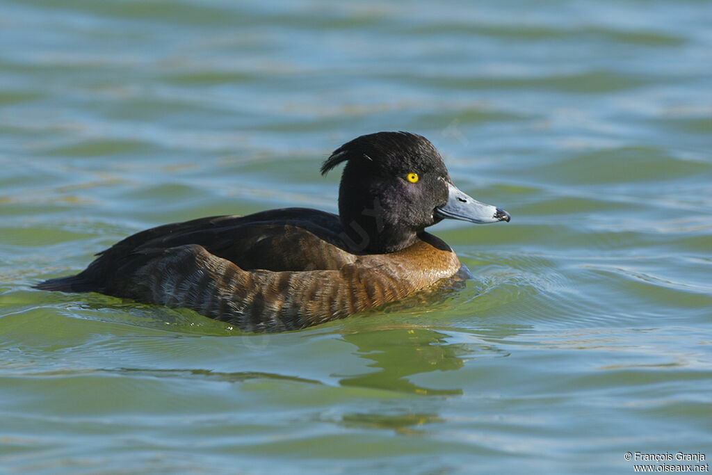 Fuligule morillon femelle adulte