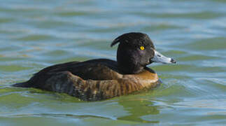 Tufted Duck