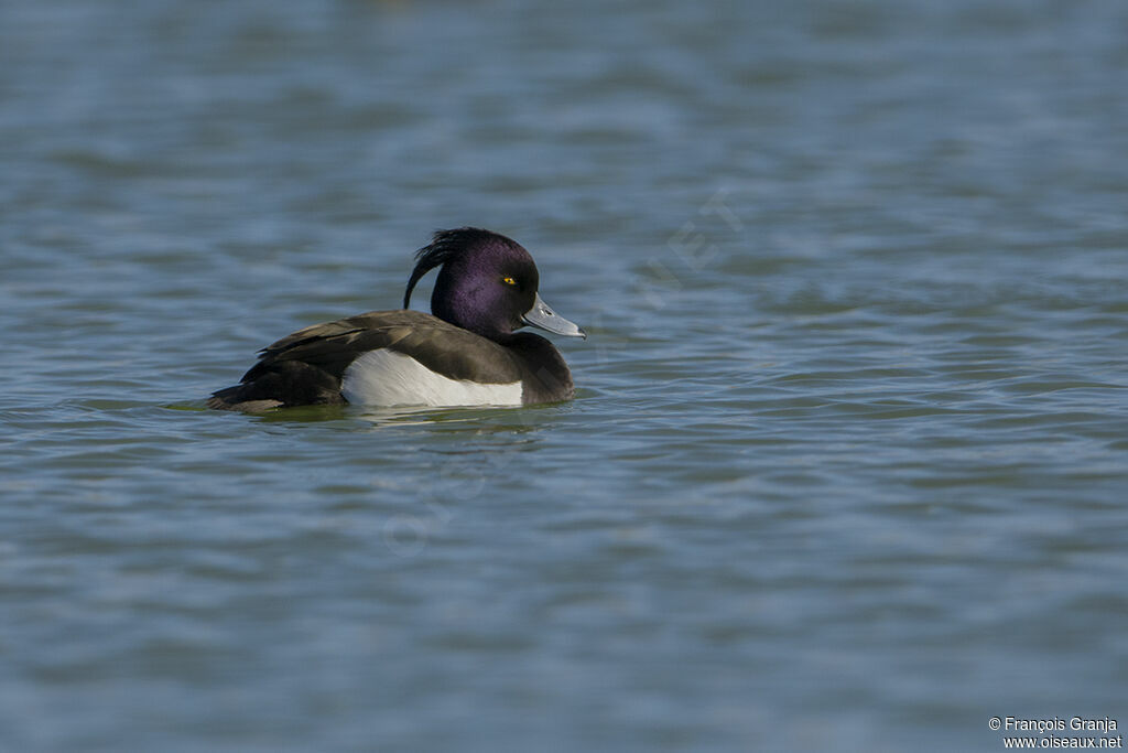 Tufted Duck male adult