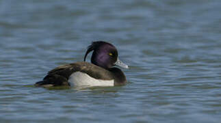 Tufted Duck