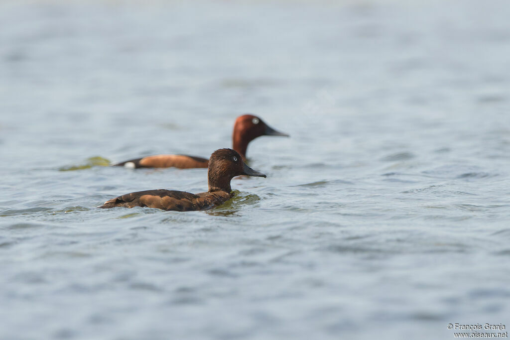 Ferruginous Duck