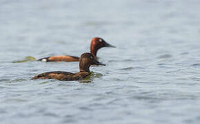 Ferruginous Duck