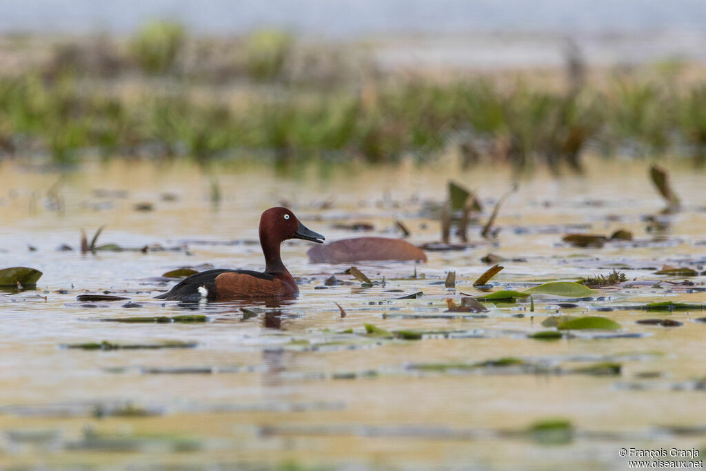 Ferruginous Duck