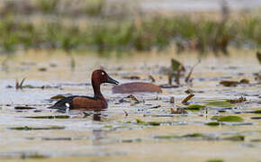 Ferruginous Duck