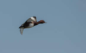 Ferruginous Duck