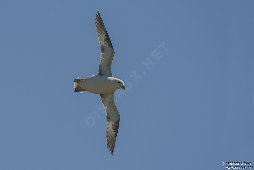 Fulmar boréaladulte