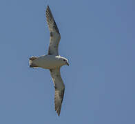 Fulmar boréal