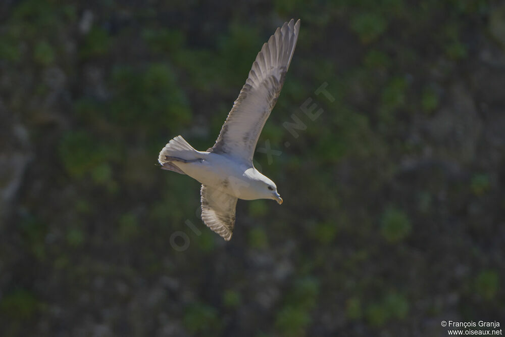 Fulmar boréaladulte