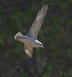 Fulmar boréal