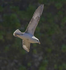 Fulmar boréal