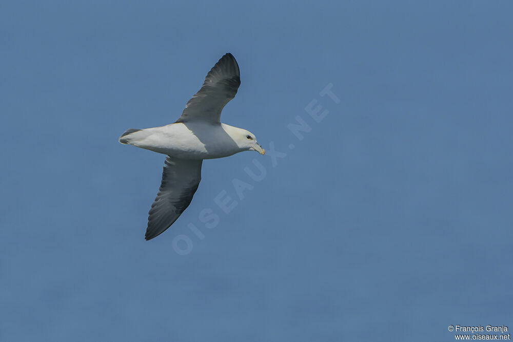 Fulmar boréaladulte