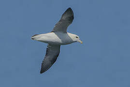 Fulmar boréal