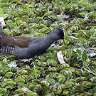 Gallinule à face noire