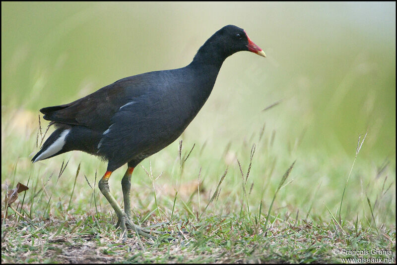 Gallinule d'Amériqueadulte