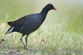 Common Gallinule