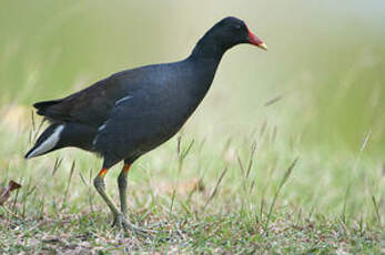 Gallinule d'Amérique