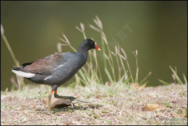 Gallinule d'Amériqueadulte