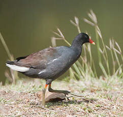 Gallinule d'Amérique