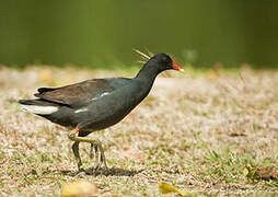 Gallinule d'Amérique