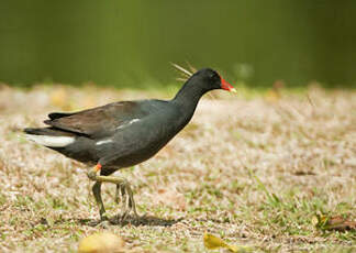 Gallinule d'Amérique