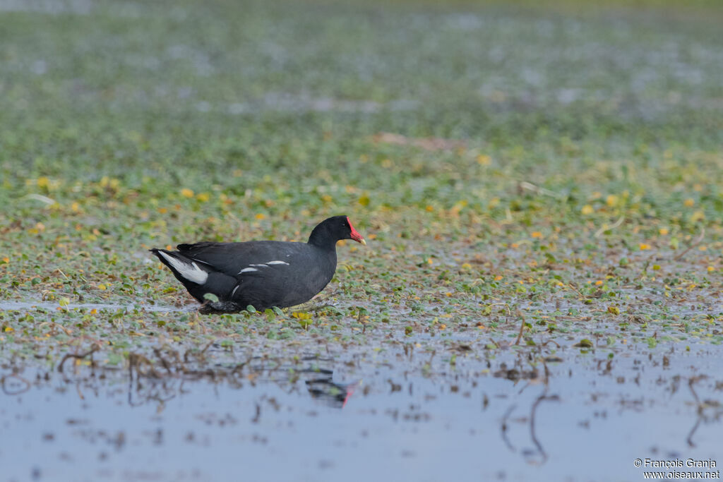 Gallinule d'Amérique