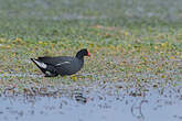 Gallinule d'Amérique