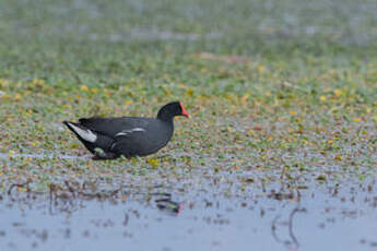 Gallinule d'Amérique