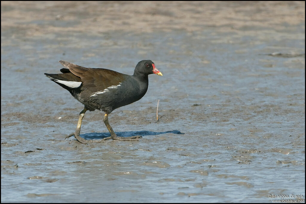 Gallinule poule-d'eauadulte