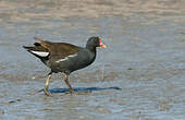 Gallinule poule-d'eau