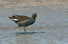 Gallinule poule-d'eau