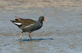 Common Moorhen