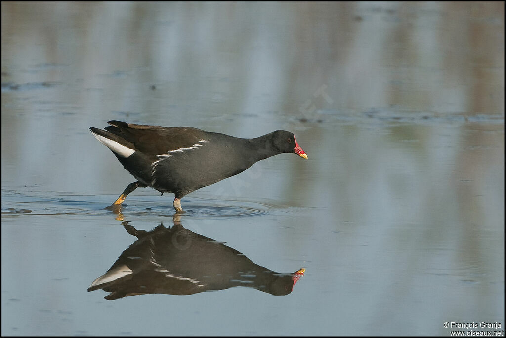 Common Moorhenadult