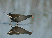 Gallinule poule-d'eau