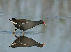 Gallinule poule-d'eau