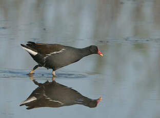 Gallinule poule-d'eau