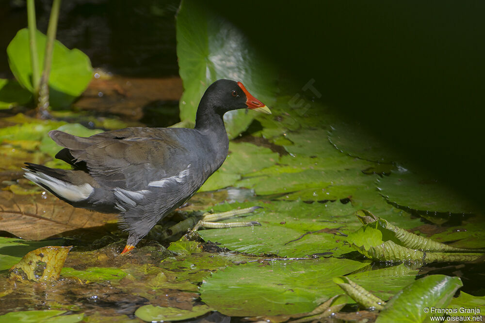 Gallinule poule-d'eauadulte