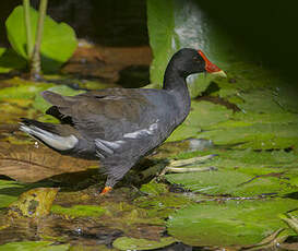 Gallinule poule-d'eau