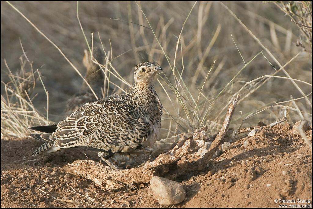 Black-faced Sandgrouse female adult