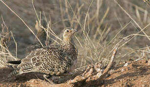 Black-faced Sandgrouse