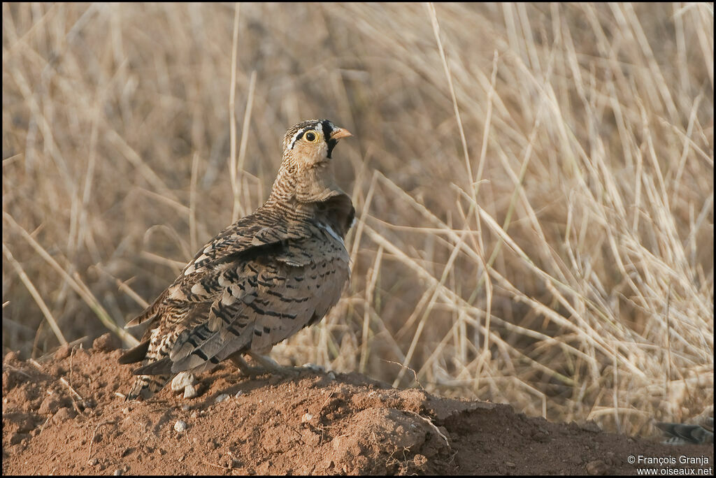 Black-faced Sandgrouse male adult