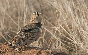 Black-faced Sandgrouse