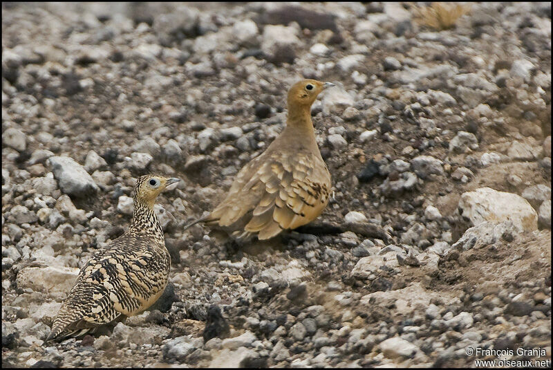 Chestnut-bellied Sandgrouse 