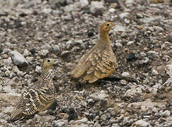 Chestnut-bellied Sandgrouse