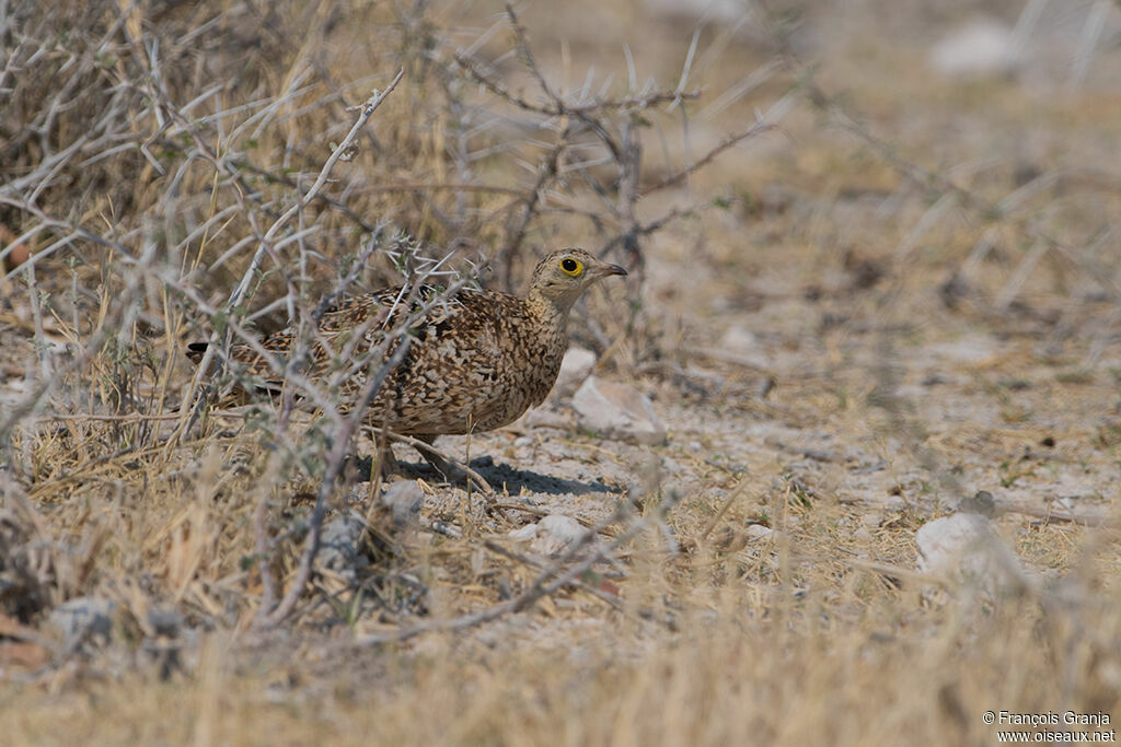 Double-banded Sandgrouse female