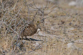 Double-banded Sandgrouse