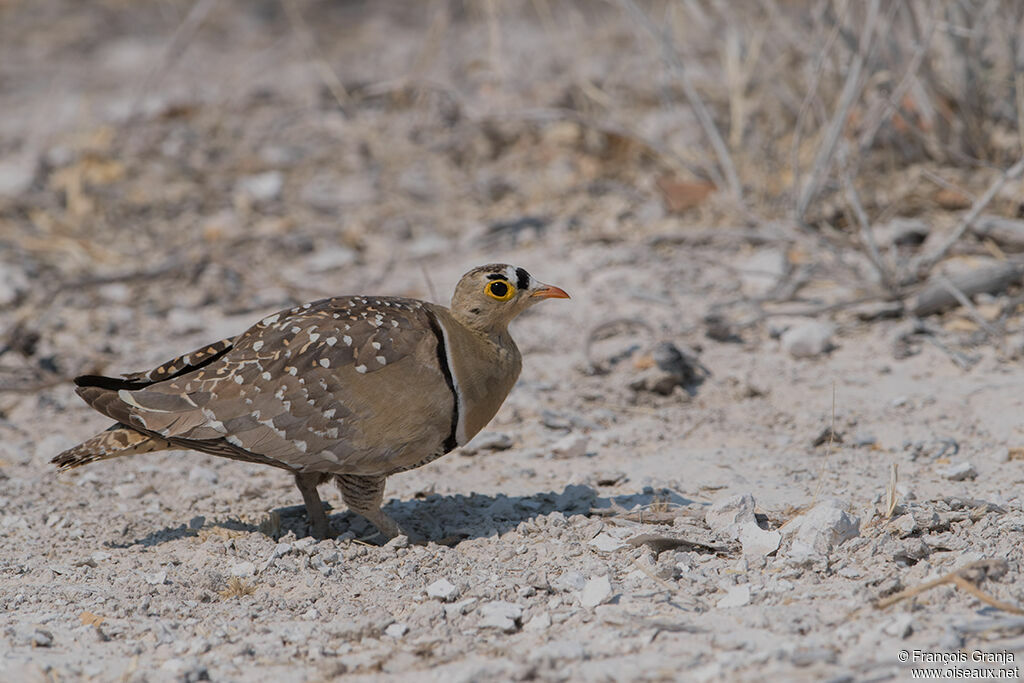 Double-banded Sandgrouse