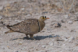 Double-banded Sandgrouse