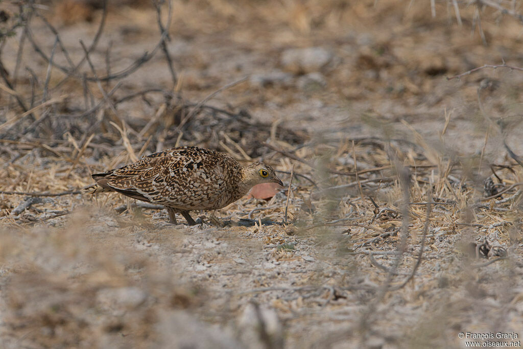 Double-banded Sandgrouse female