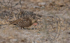 Double-banded Sandgrouse